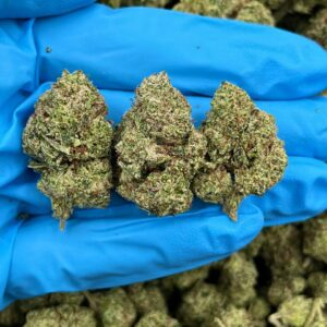 ROYAL GORILLA - KO707GG