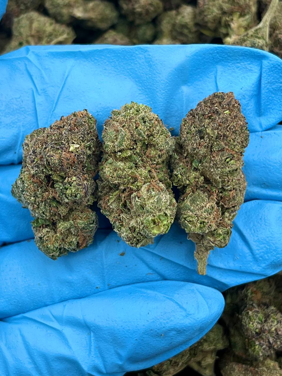 RAINBOW SHERBET ZKITTLES - KO716LS
